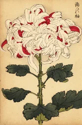 白と緋色の交配菊、1893年（彫刻）