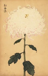 交配白菊、1893年（彫刻）