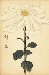 交配白菊、1893年（彫刻）