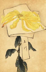 ハイブリッド イエロー キク、菊 indicum。 、1893年（彫刻）