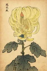 雑種黄色の内反菊、1893年（彫刻）