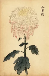 斑入りの白とピンクの菊、1893年（彫刻）