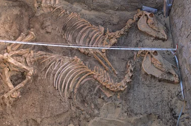 2005年、アビドス、王家の埋葬地に隣接する10頭のロバの遺体（写真）。