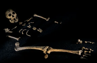 2008年、ドマニシで発見された身長4フィート7インチの複合骨格（写真）。