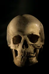 現代人の頭骨、科学的研究用骨格、ジョージ・ワシントン大学、2000年（写真）