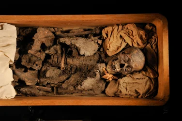 mm7864; ツタンカーメン; 第18王朝; 新王国時代; エジプト博物館; カイロ; DNA; サンプ..., 2005年（写真）