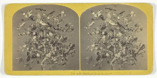 Birds of New England, 185575.クリエイター。キルバーンブラザーズ、BWキルバーン