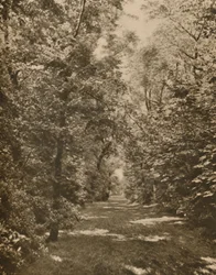 A Woodland Glade Within A Few Hundred Yards of the Earl