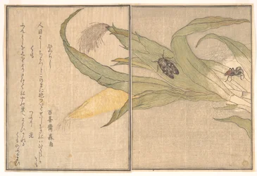 ヒグラシ、クモ - 『画本虫撰』より