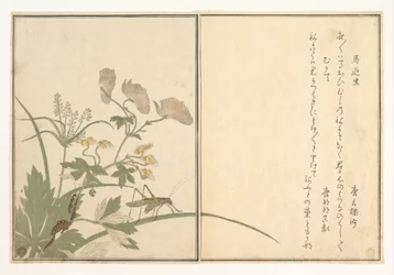 ウマオイムシ；ムカデ、『絵本虫撰』より