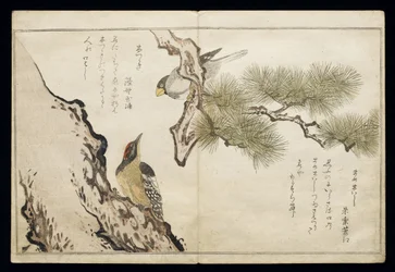 P.332-1946 Vol.1 f.3ホーフィンチとウッドペッカー、アルバム「鳥はユーモラスな歌で比較された」、1791年（カラー木版画）