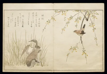 P.332-1946 Vol.1 f.5レンと一対のスナイプ、アルバム「鳥はユーモラスな歌で比較された」、1791年（カラー木版画）
