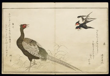 P.332-1946 Vol.1 f.6チムニースワローズとグリーンフェザントのペア。