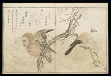 P.332-1946 Vol.1 f.7アルバム「Birds Compared in Humorous Songs」（1791年）の右側のジェイと左側のフクロウ