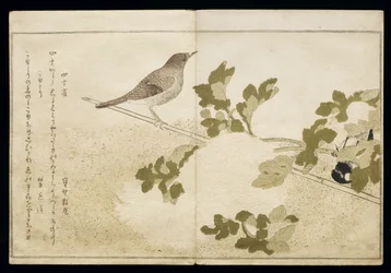 P.332-1946 Vol.2 f.2 Manhurian Great Tit and Robin、アルバム「Birds Compared in Humorous Songs」、1791（カラー木版画）