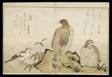 P.332-1946 Vol.2 f.3「ユーモラスな歌の鳥の比較」、1791年の2つの銅キジとハクセキレイ（カラー木版画）