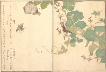 スズメバチのハチ、毛虫のケムシ...、1788年。