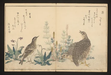ウズラとひばり