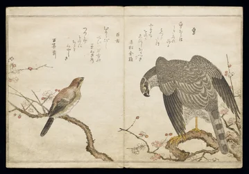 Vol.2 f.1ファルコン、左側は雄牛のモズ、アルバム「鳥はユーモラスな歌で比較された」、1791年（カラー木版画）