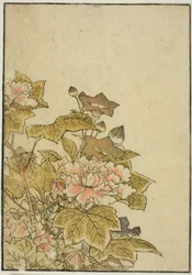 秋の花 牡丹と桔梗 著書『清露美人あわせ姿鏡』vol. ２