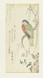 梅の木のオウム