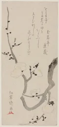 梅の枝