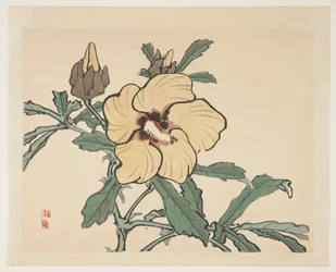 開花タチアオイ
