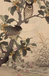 河野梅里（1844-95）の「文芸花鳥画譜」より「木の上の二羽の梟」。1885
