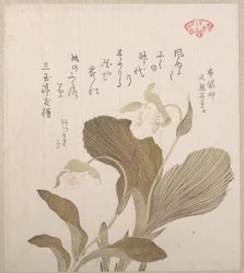 布袋の花