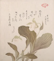 布袋の花 19世紀