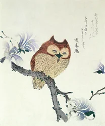 木蓮の枝の上のフクロウ （紙にインク、彩色）