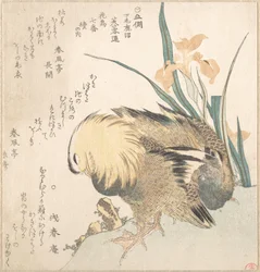 オシドリのつがいとアヤメの花