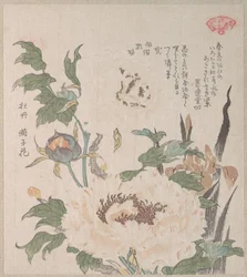 牡丹と菖蒲