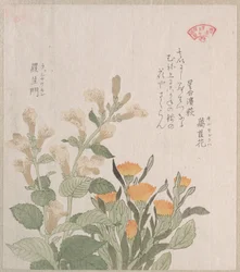 キンセンカとラジョマンの花