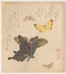 蝶の群れの絵付けマニュアル（群鳥？画風）