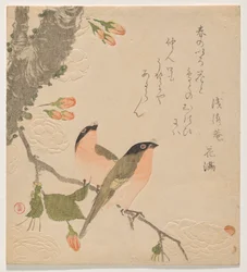 八重桜（うそにやえざくら）