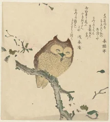 マグノリアの枝のフクロウ