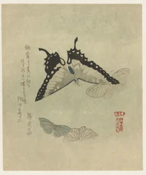 4 つの蝶 霞詩人会の蝶図版画シリーズ（シリーズ名） かすみれんぐんちょうがふう