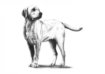 思いやりのある犬のスケッチ