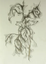 繊細な葉の習作