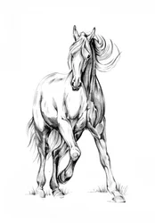 駆け抜ける馬のスケッチ