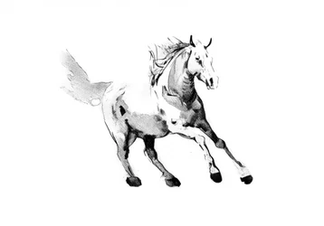 疾走する野生の馬