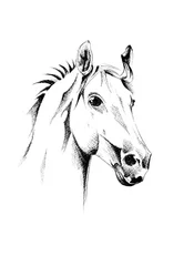 優雅な馬の肖像画