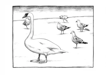 優雅な白鳥とカモメ