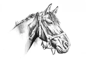 堂々とした馬の絵