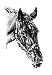 威風堂々とした馬の頭部