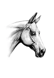 威風堂々とした馬の頭部