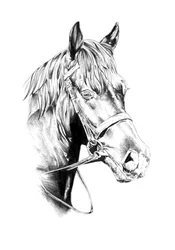 堂々たる馬の肖像画