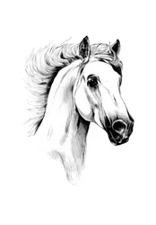 堂々たる白い馬