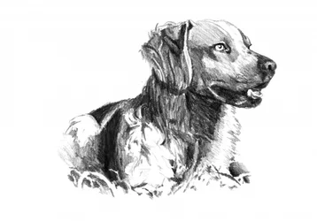 高貴な犬の肖像画